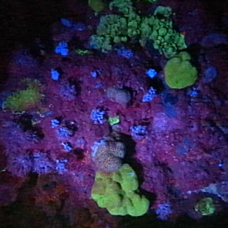 Fluorescence des algues